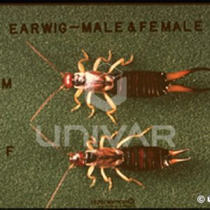 Earwig Male & Female
