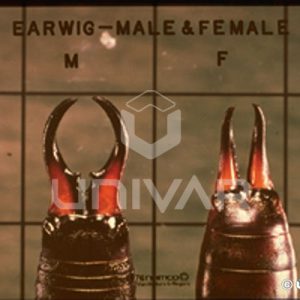 Earwig Male & Female Pincers