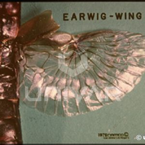 Earwig Wing