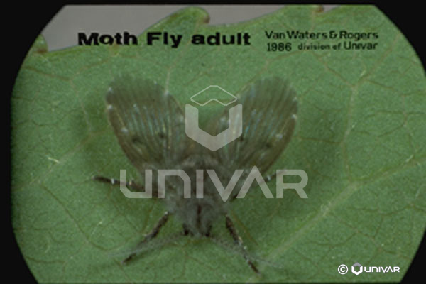 Moth Fly Front
