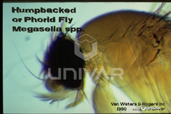Phorid Fly Head