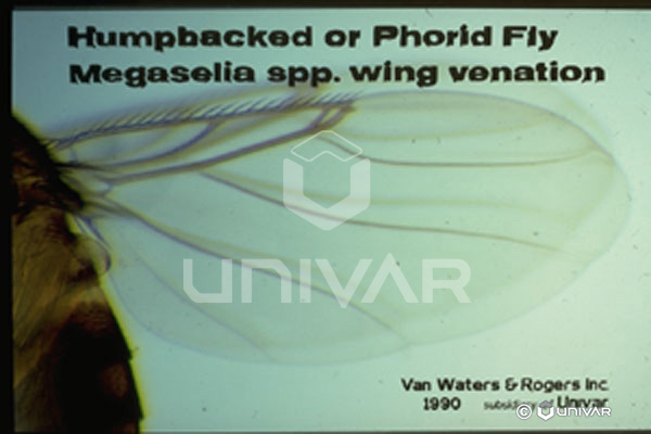 Phorid Fly Wing
