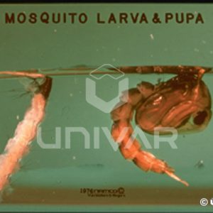 Mosquito Larva & Pupa