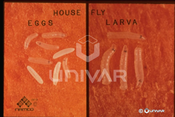 House Fly Eggs & Larva