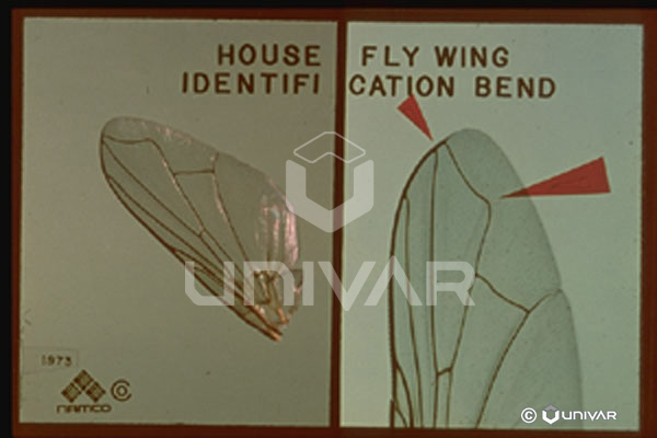 House Fly Wing