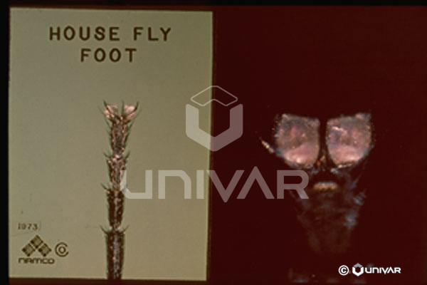 House Fly Foot