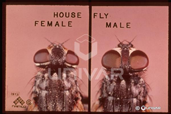 House Fly Female & Male