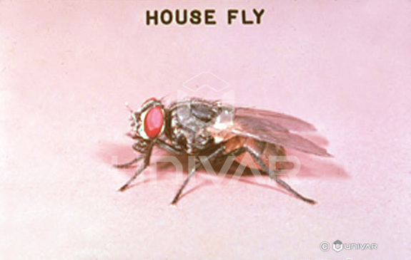 House Fly Side