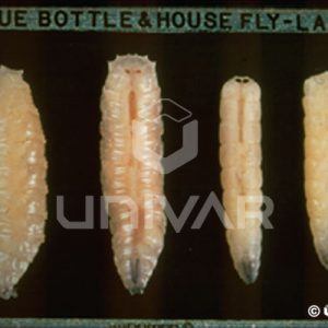 Blow & House Fly Larva