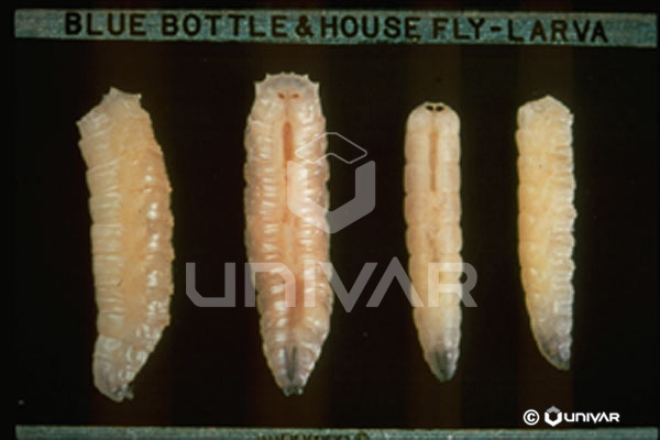 Blow & House Fly Larva