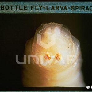 Blow Fly Larva Spiracle