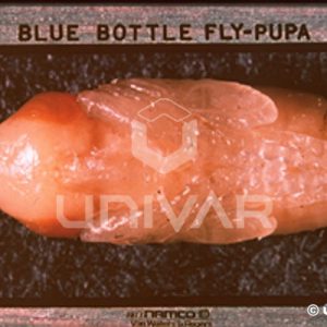 Blow Fly Pupa