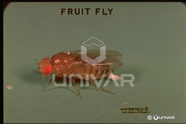 Fruit Fly Side