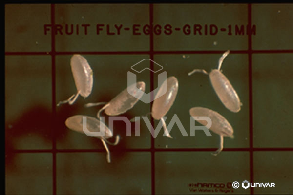 Fruit Fly Eggs