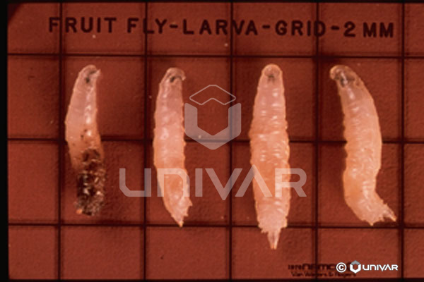 Fruit Fly Larva