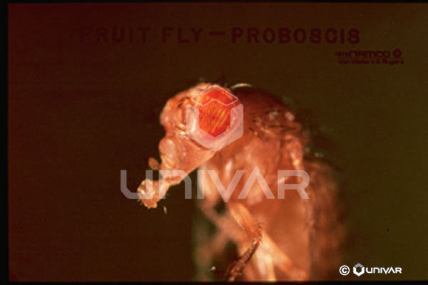 Fruit Fly Proboscis