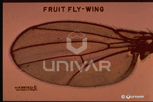 Fruit Fly Wing