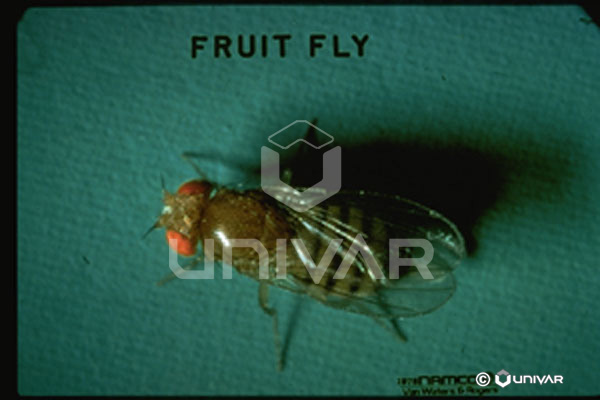 Fruit Fly Top