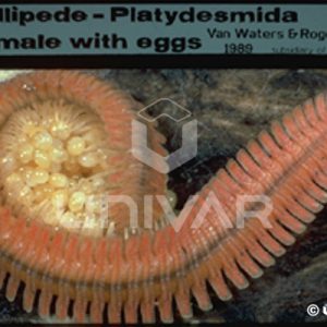 MIllipede With Eggs