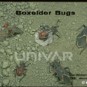 Boxelder Bugs