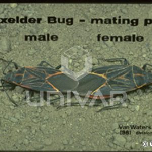 Boxelder Bug Mating Pair