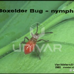 Boxelder Bug Nymph