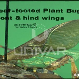Leaf-Footed Plant Bug Wings
