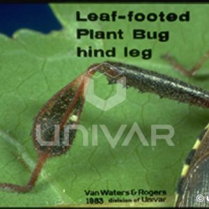 Leaf-Footed Plant Bug Hind Leg