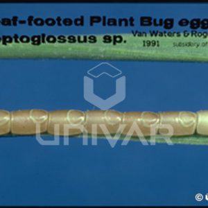 Leaf-Footed Plant Bug Eggs