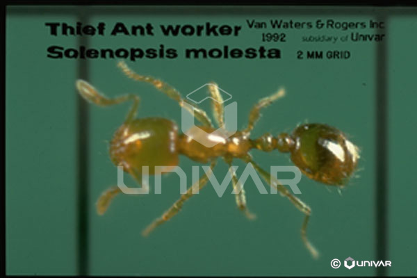 Theif Ant (top)