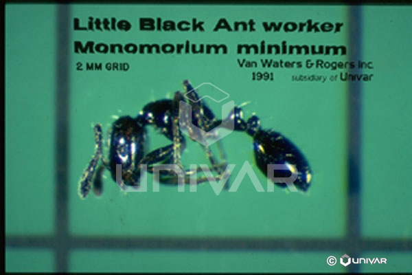 Little Black Ant