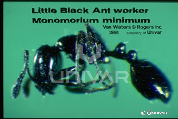 Little black ant