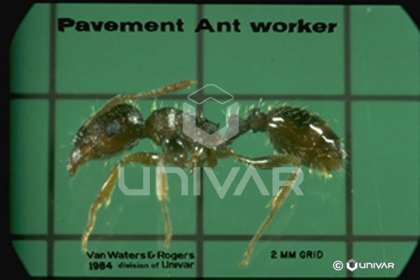 Pavement Ant worker side