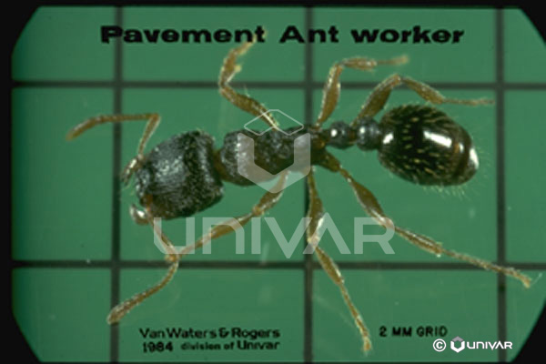 Pavement Ant worker top
