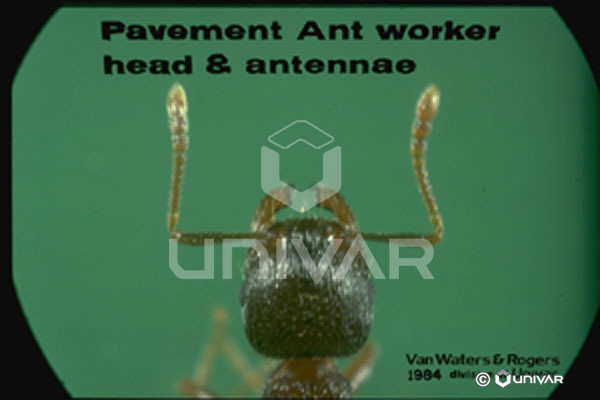 Pavement Ant worker head & antennae
