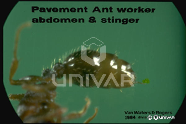 Pavement Ant worker abdomen & stinger