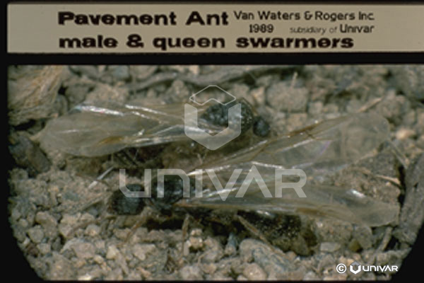 Pavement Ant male & queen swarmer