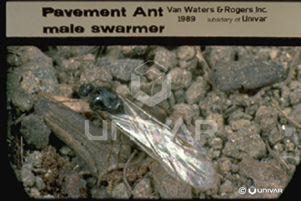 Pavement Ant male swarmer
