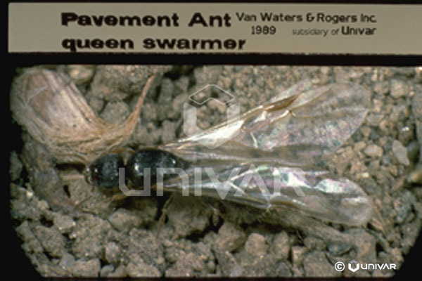 Pavement Ant queen swarmer