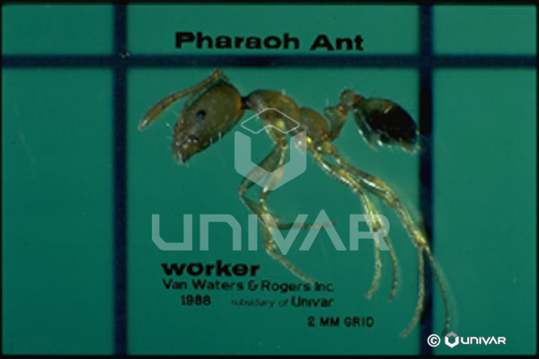 Pharaoh Ant Worker