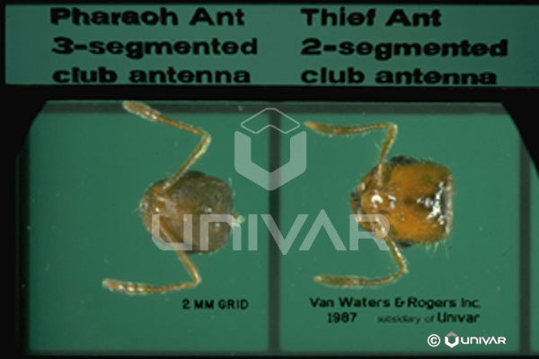 Pharaoh Ant vs Theif Ant antennae