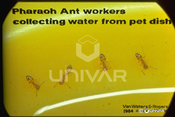 Pharaoh Ant workers collecting water from pet dish