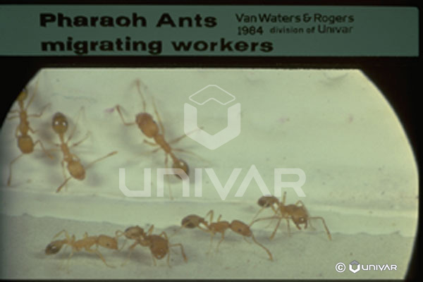 Pharaoh Ant migrating workers