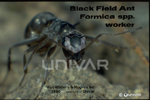 Black field ant worker