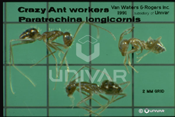Crazy ant workers