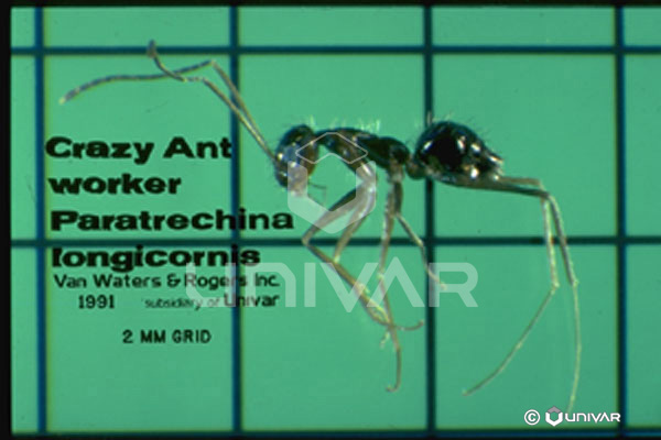 Crazy ant worker