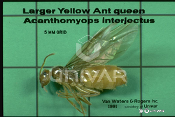 Citronella ant queen
