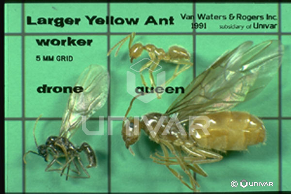 Citronella ants (worker, drone, queen)