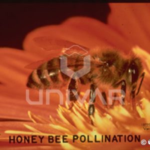 Honeybee Pollination