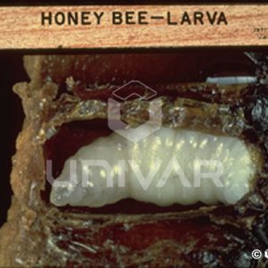 Honeybee Larva